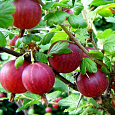 Крыжовник Сенатор (Консул)