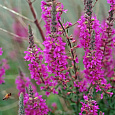 Дербенник иволистный Рози Джем (С3)